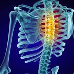 Human skeleton and spine. Xray view. Medically accurate 3D illustration Human skeleton and spine. Xray view. Medically accurate 3D illustration